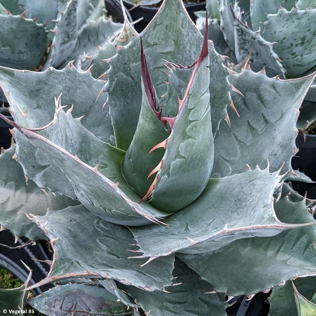 Agave Parrasana - Agave Chou 1 Agave Parrasana - Agave Chou