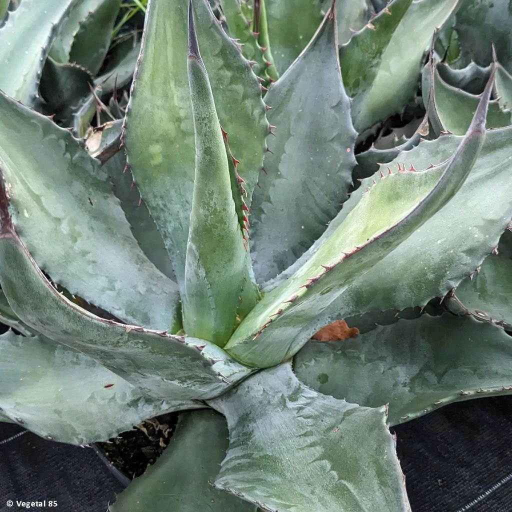 Agave Salmiana - Agave De Salm 1 Agave Salmiana - Agave De Salm