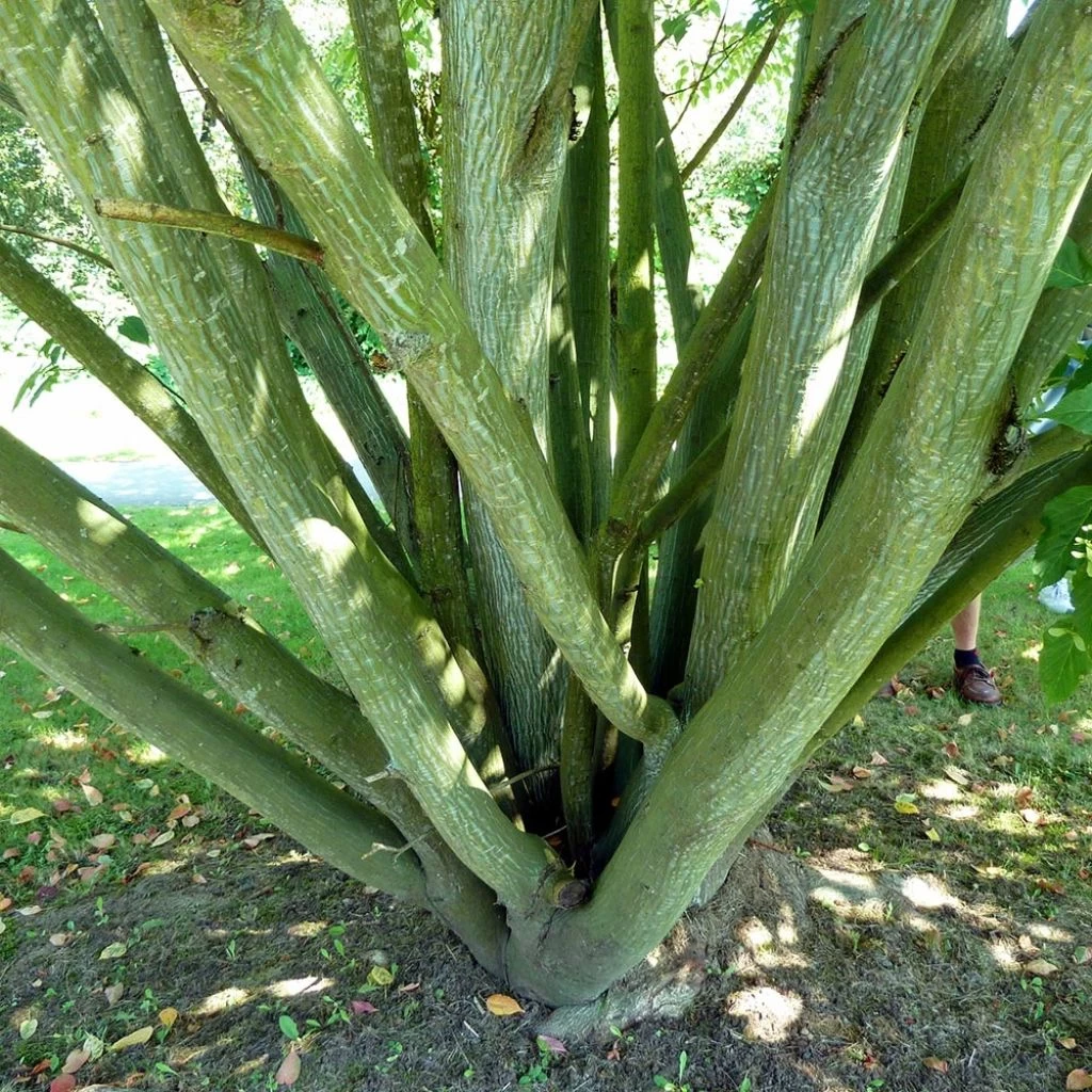 Acer Davidii - Érable à Peau De Serpent 1 Acer Davidii - Érable à Peau De Serpent