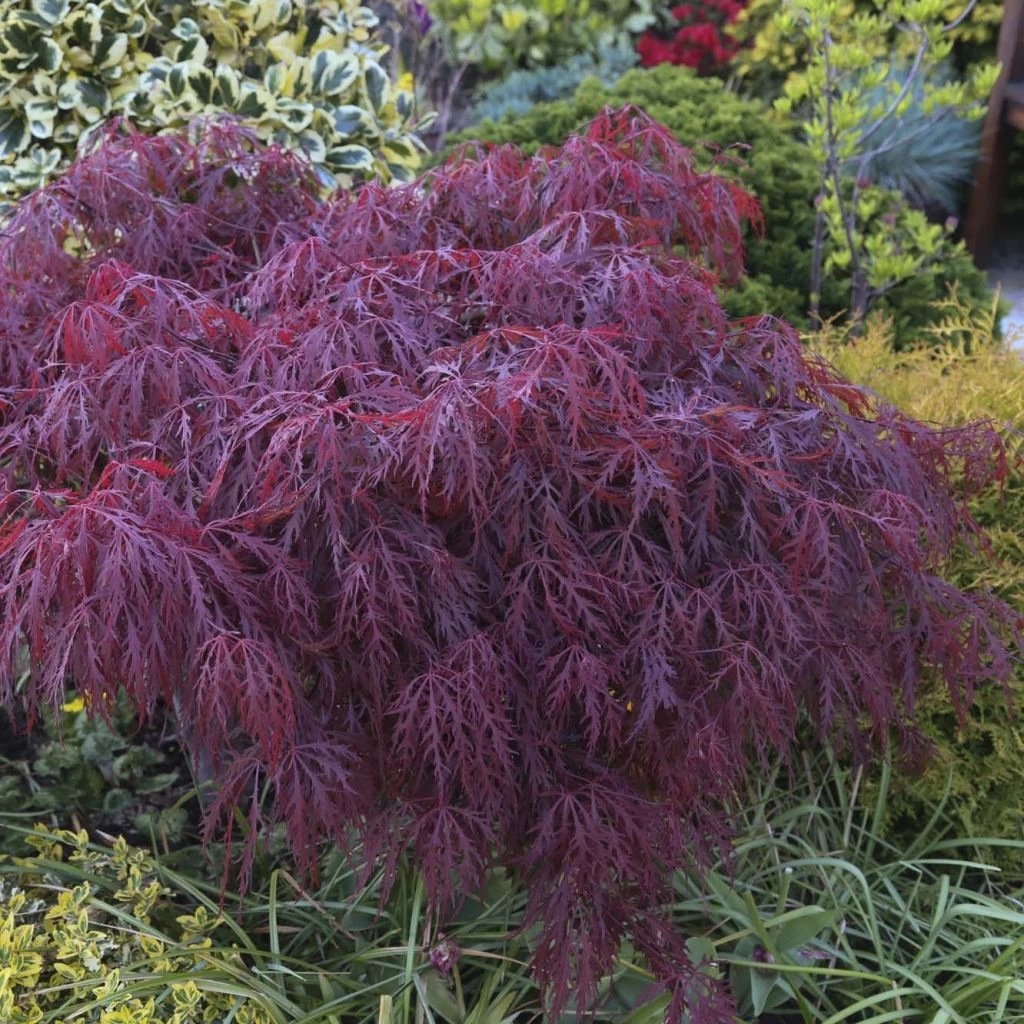 Érable Du Japon - Acer Palmatum Crimson Queen 1 Érable Du Japon - Acer Palmatum Crimson Queen
