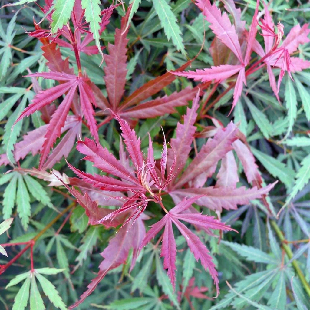 Érable Du Japon Jerre Schwartz - Acer Palmatum 1 Érable Du Japon Jerre Schwartz - Acer Palmatum