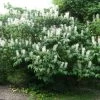 Aesculus Parviflora - Pavier Blanc