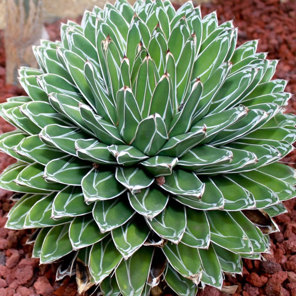 Agave Victoriae Reginae - Agave De La Reine Victoria 1 Agave Victoriae Reginae - Agave De La Reine Victoria