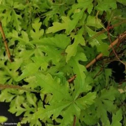 Ampelopsis Aconitifolia - Vigne Vierge à Feuilles D'aconit