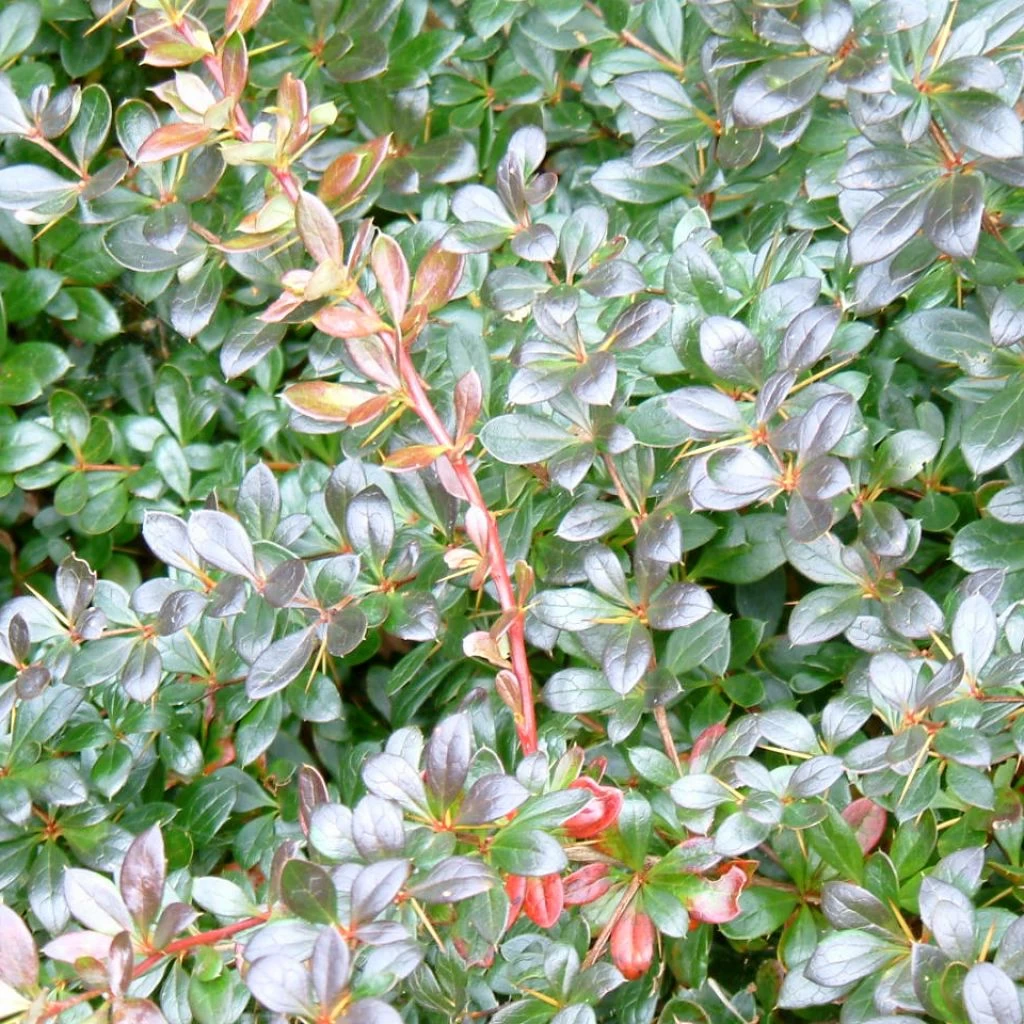 Berberis Media Red Jewel - Epine-vinette 1 Berberis Media Red Jewel - Epine-vinette