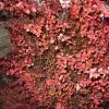 Berberis Thunbergii Fireball - Epine-vinette