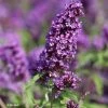 Buddleia Davidii Purple Emperor - Arbre Aux Papillons