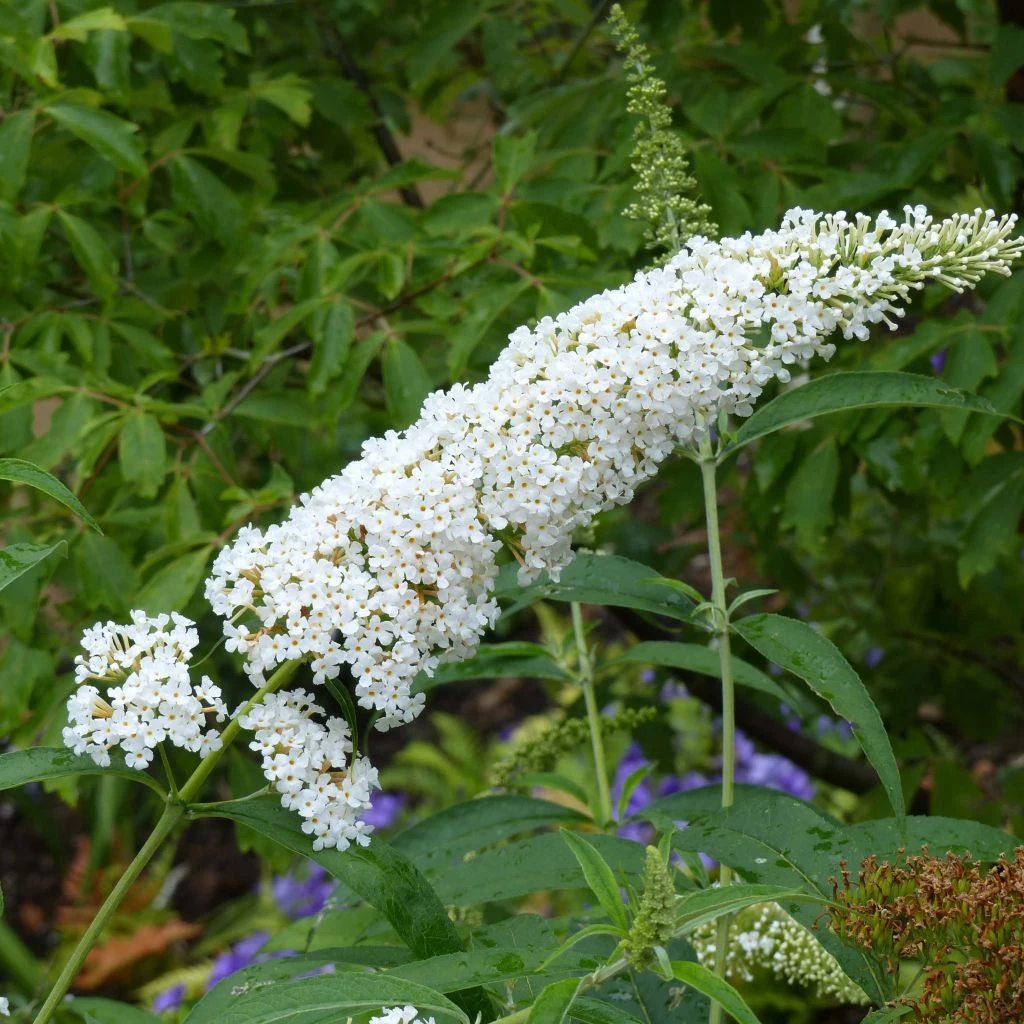 Buddleia Davidii Reve De Papillon White - Arbre Aux Papillons 1 Buddleia Davidii Reve De Papillon White - Arbre Aux Papillons