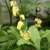 Calanthe Sieboldii - Orchidée De Jardin Jaune