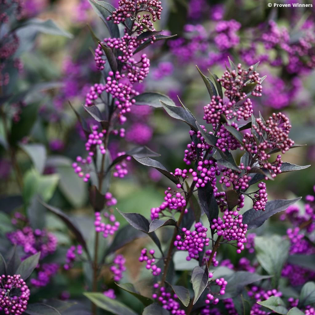 Callicarpa Bodinieri Pearl Glam 1 Callicarpa Bodinieri Pearl Glam