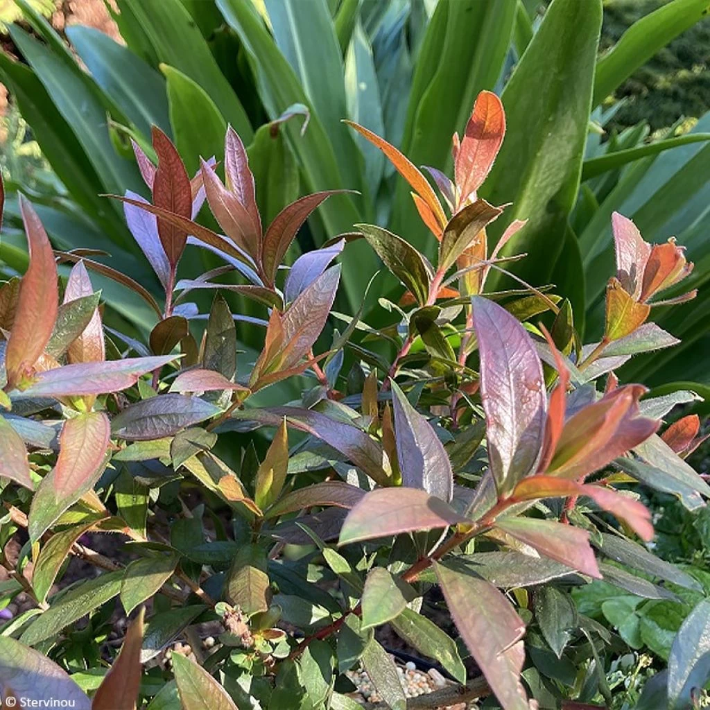 Callistemon Red Rocket - Rince Bouteille 1 Callistemon Red Rocket - Rince Bouteille