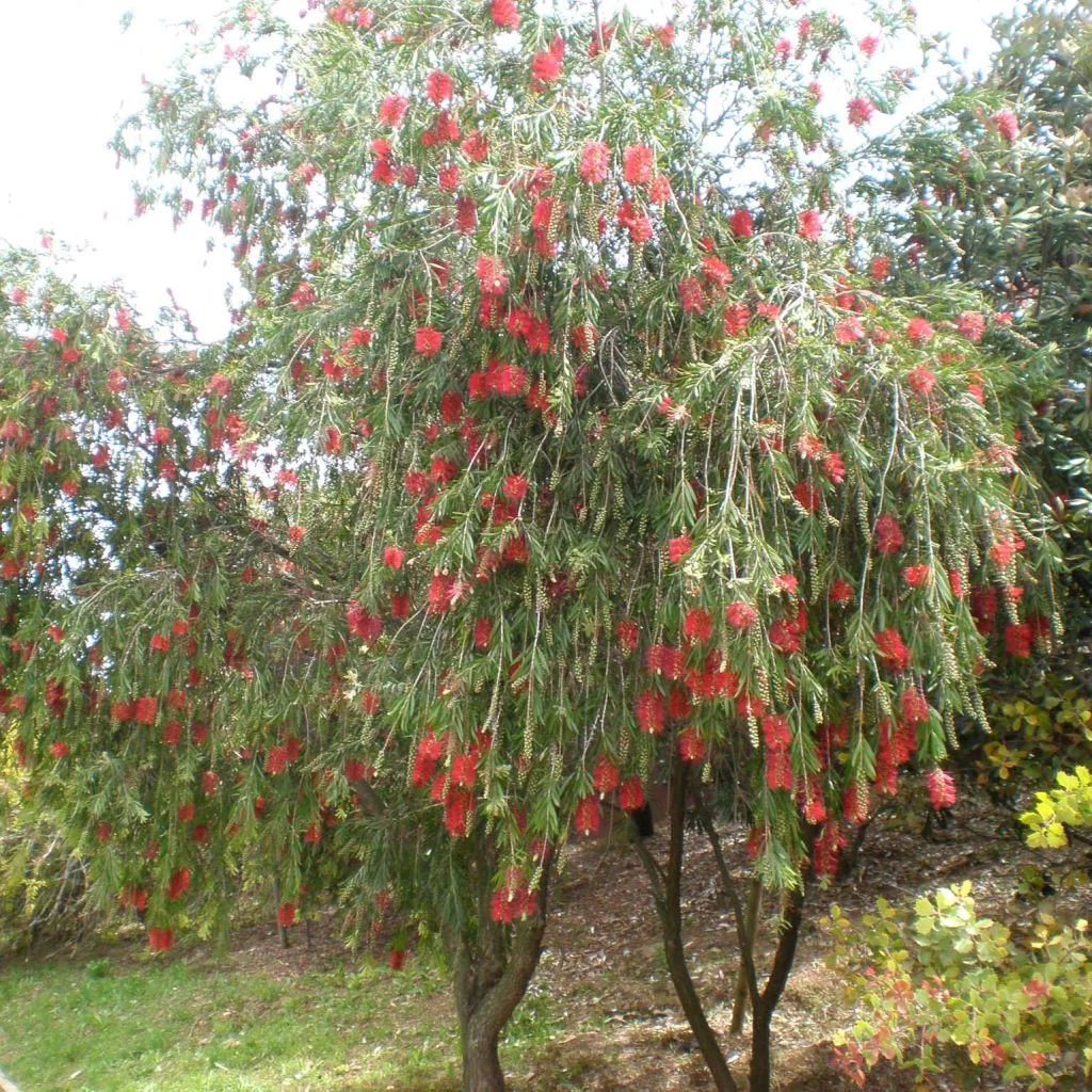 Callistemon Viminalis - Rince-bouteille 1 Callistemon Viminalis - Rince-bouteille
