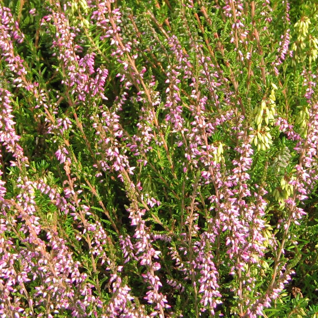 Bruyère D'été - Calluna Vulgaris Marleen 1 Bruyère D'été - Calluna Vulgaris Marleen