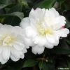 Camélia D'automne - Camellia Sasanqua Fuji No Yuki