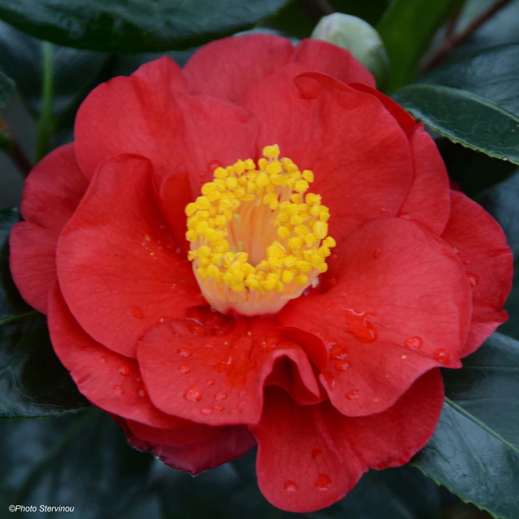 Camélia San Dimas - Camellia Japonica 1 Camélia San Dimas - Camellia Japonica