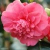 Camélia Chandleri Elegans - Camellia Japonica