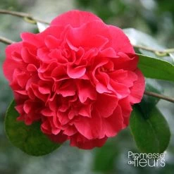 Camellia Japonica Kramer's Supreme - Camélia Du Japon