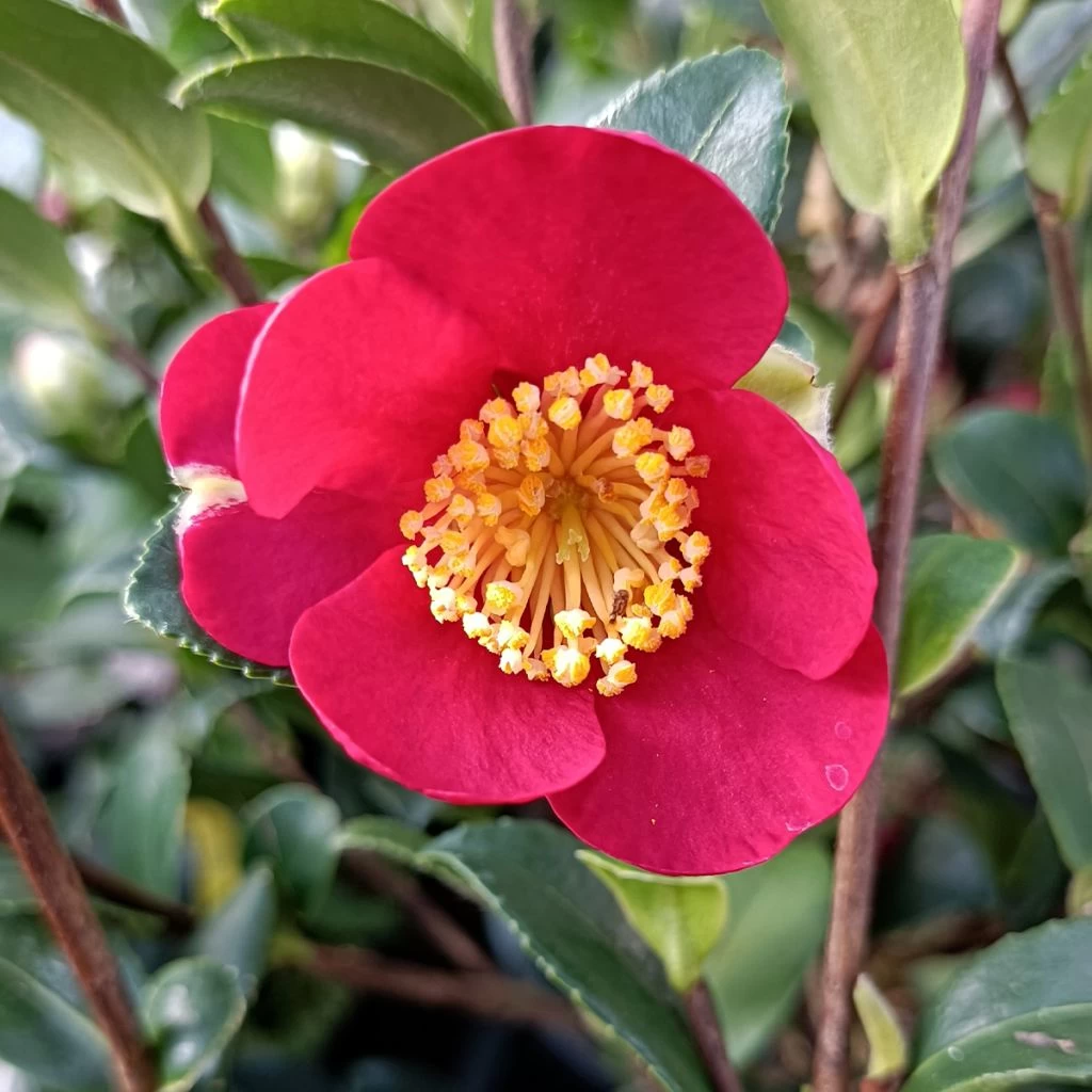 Camélia D'automne - Camellia Sasanqua Yuletide 1 Camélia D'automne - Camellia Sasanqua Yuletide