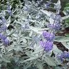 Caryopteris Clandonensis Sterling Silver - Spirée Bleue