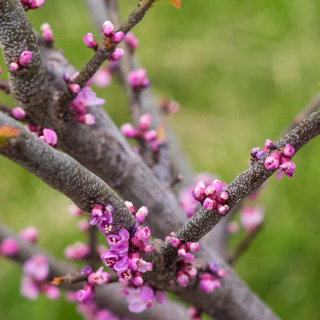 Cercis Canadensis Little Woody - Gainier Du Canada 1 Cercis Canadensis Little Woody - Gainier Du Canada
