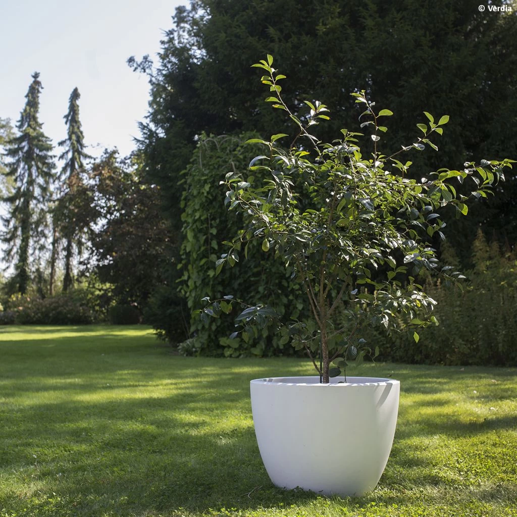 Cerisier Nain Cherry Baby 1 Cerisier Nain Cherry Baby