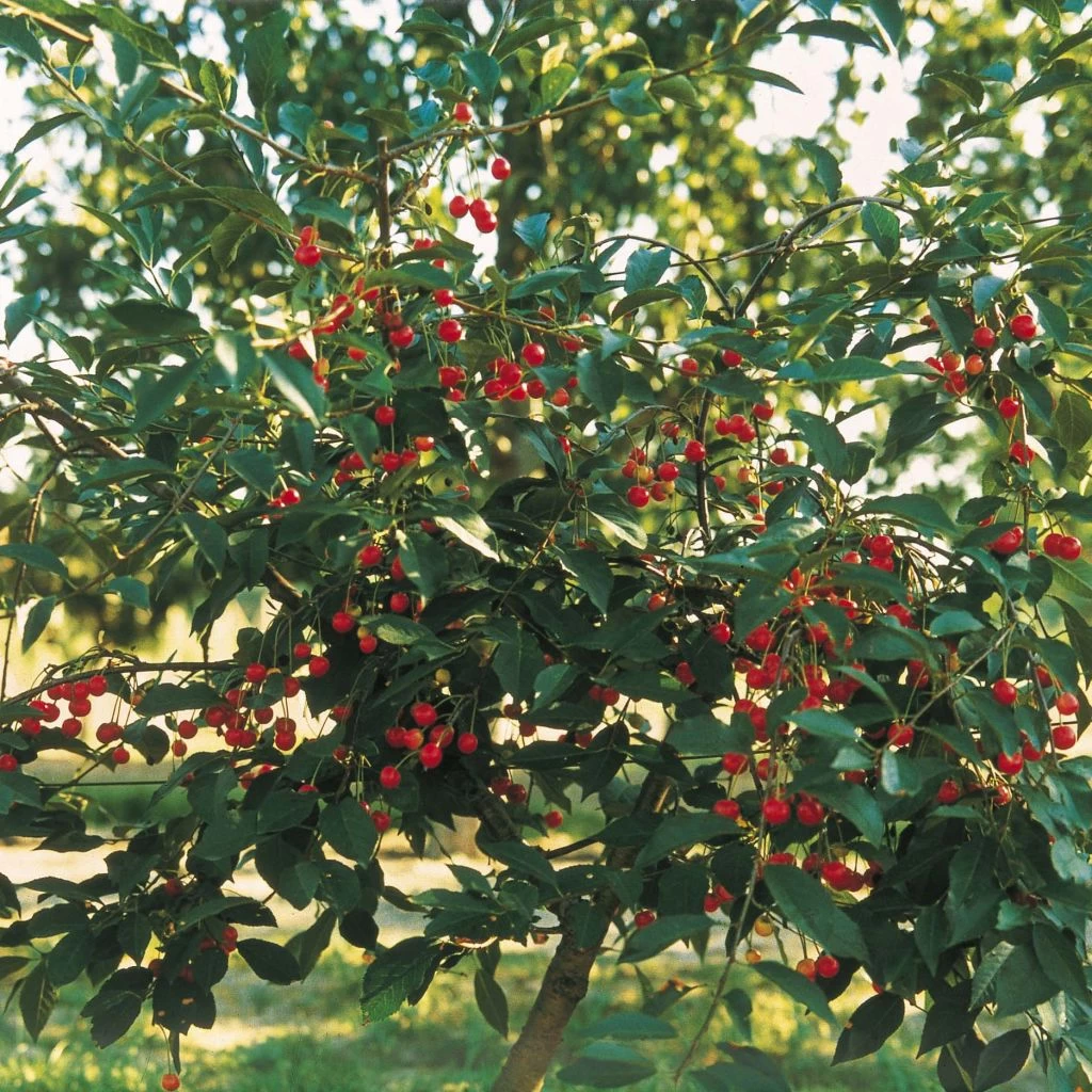 Cerisier Nain Griotella - Georges Delbard 1 Cerisier Nain Griotella - Georges Delbard