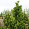 Chamaecyparis Obtusa Nana Gracilis - Faux Cyprès Du Japon