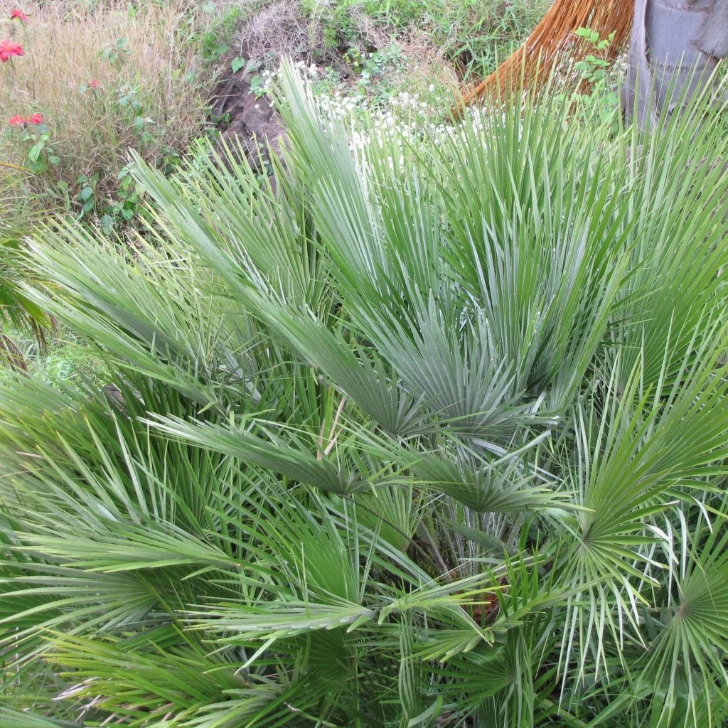 Chamaerops Humilis Compacta - Palmier Nain 1 Chamaerops Humilis Compacta - Palmier Nain