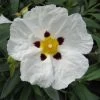 Cistus Alan Fradd - Ciste Pourpre à Fleurs Blanches.