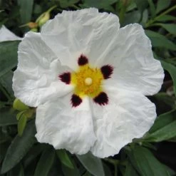 Cistus Alan Fradd - Ciste Pourpre à Fleurs Blanches.