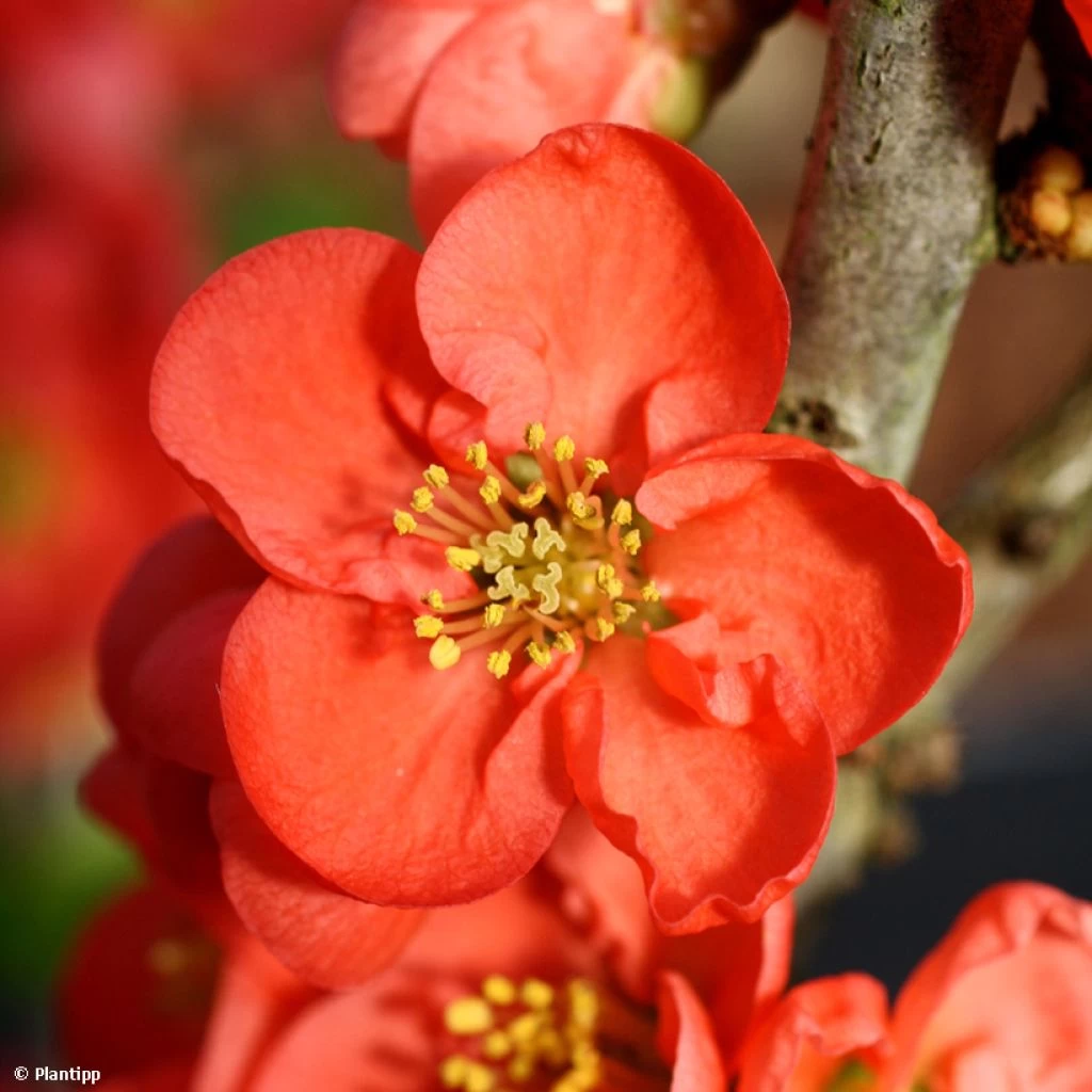 Cognassier Du Japon - Chaenomeles Speciosa Red Kimono 1 Cognassier Du Japon - Chaenomeles Speciosa Red Kimono