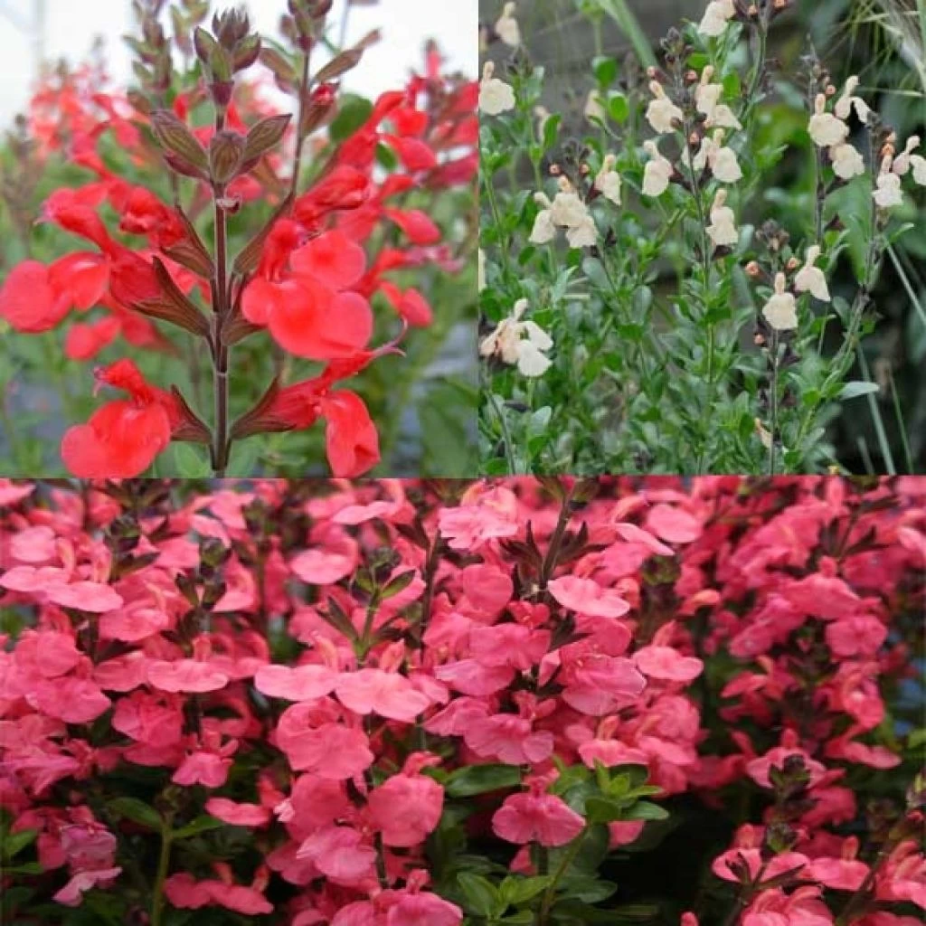 Collection De 3 Sauges 1 Collection De 3 Sauges