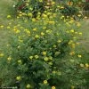 Coronille - Coronilla Valentina Subsp. Glauca Selection