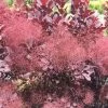 Cotinus Coggygria Winecraft Black - Arbre à Perruque