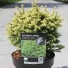 Cryptomeria Japonica Vilmorin Gold