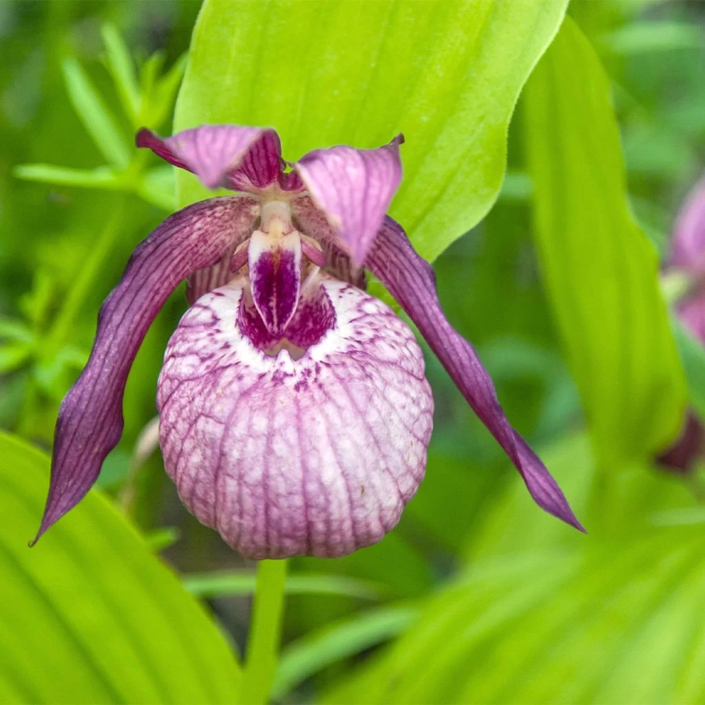 Cypripedium Lucy Pinkepank - Orchidée De Jardin Hybride, Sabot De Vénus 1 Cypripedium Lucy Pinkepank - Orchidée De Jardin Hybride, Sabot De Vénus