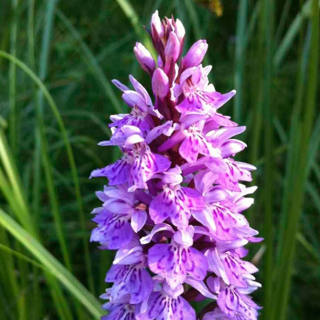 Dactylorhiza Maculata, Orchis Tacheté - Orchidée Terrestre Et Vivace 1 Dactylorhiza Maculata, Orchis Tacheté - Orchidée Terrestre Et Vivace