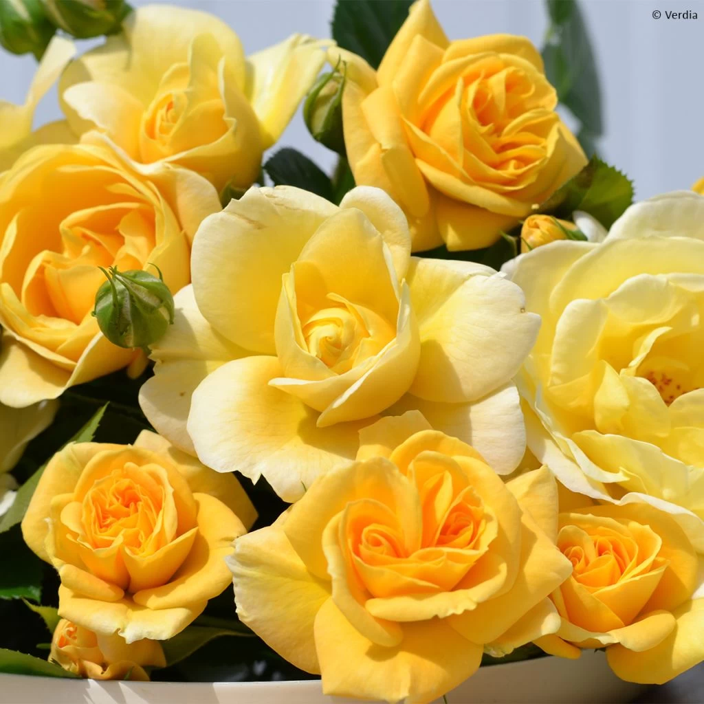 Rosier Decorosier Soleya 1 Rosier Decorosier Soleya