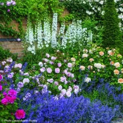 Duo Satin - Duo De Rosier Et Népétas