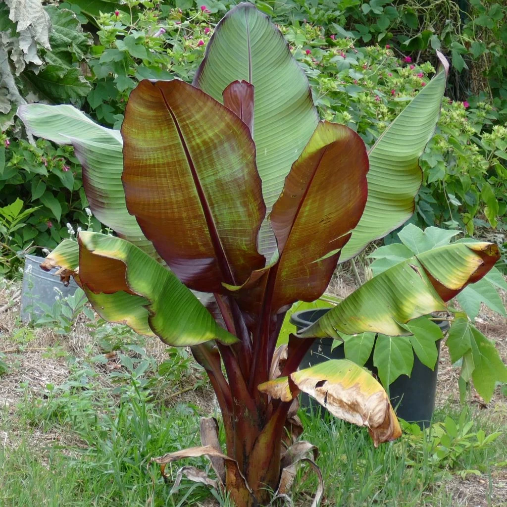 Ensete Ventricosum Maurelii - Bananier Rouge D'Abyssinie 1 Ensete Ventricosum Maurelii - Bananier Rouge D'Abyssinie