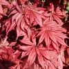 Erable Du Japon - Acer Palmatum Brandt’s Dwarf