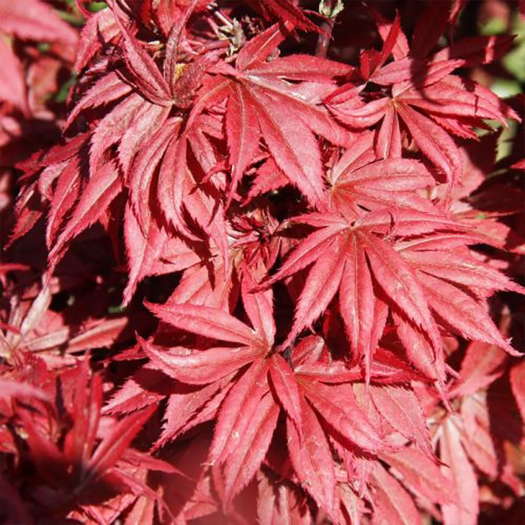 Erable Du Japon - Acer Palmatum Brandt’s Dwarf 1 Erable Du Japon - Acer Palmatum Brandt’s Dwarf