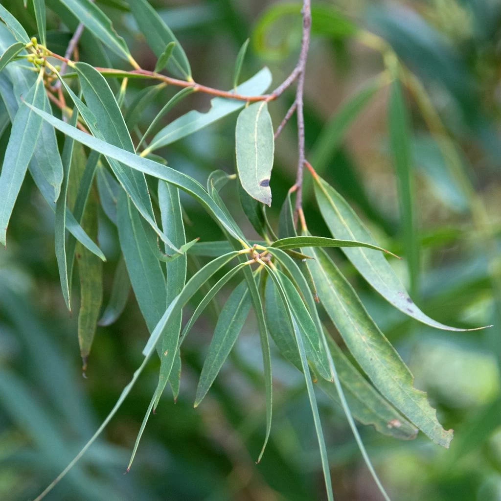 Eucalyptus Approximans - Mallee De Barren Mountain 1 Eucalyptus Approximans - Mallee De Barren Mountain