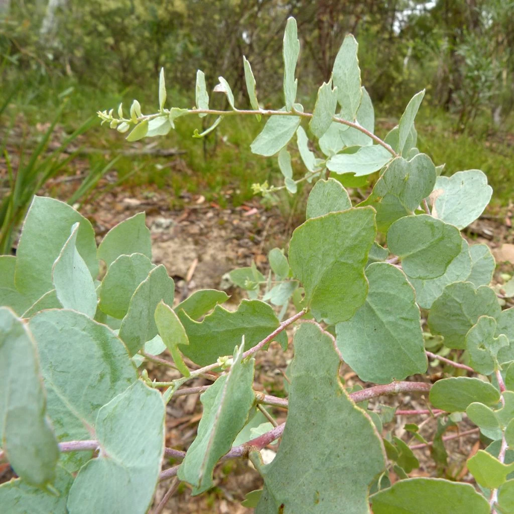 Eucalyptus Bridgesiana - Gommier De Bridges 1 Eucalyptus Bridgesiana - Gommier De Bridges