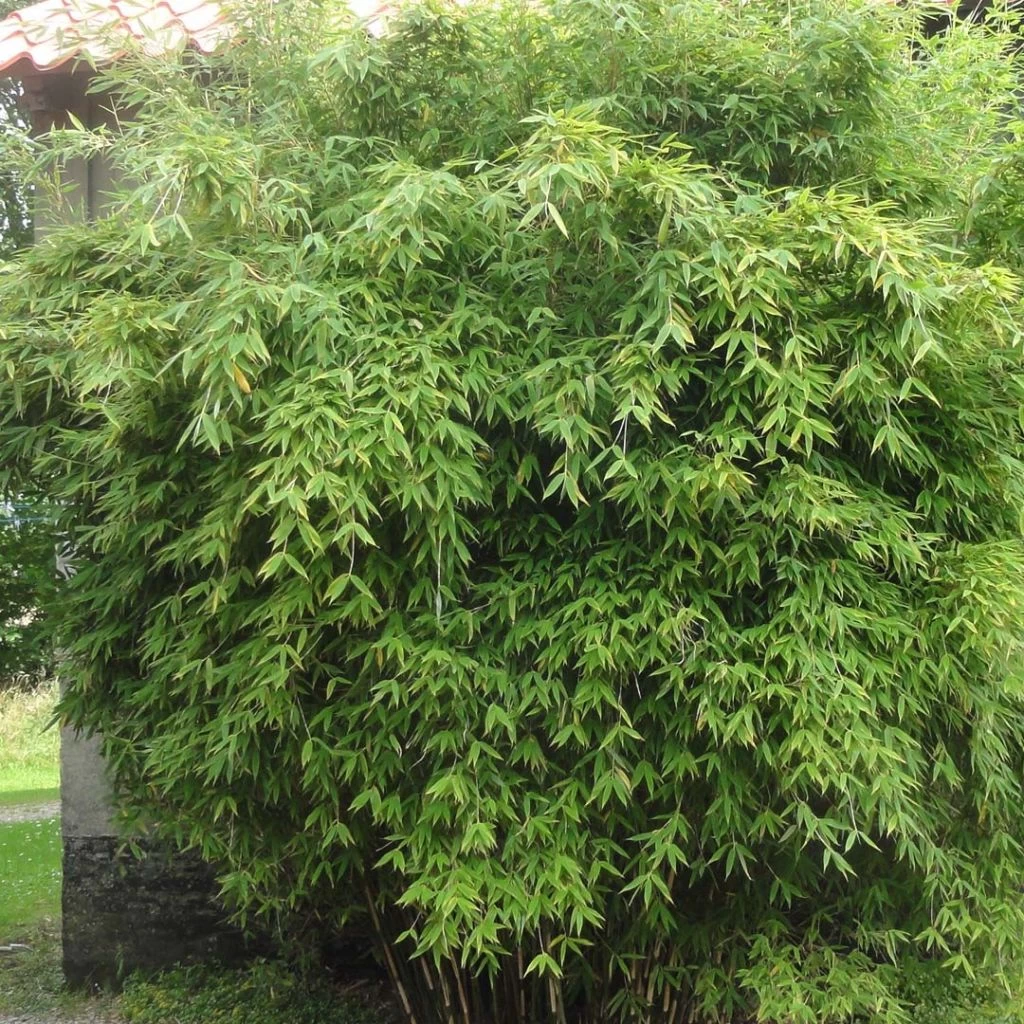 Fargesia Murielae Dino - Bambou Non Traçant 1 Fargesia Murielae Dino - Bambou Non Traçant