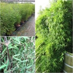 Fargesia Nitida Black Pearl - Bambou Non Traçant