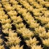 Genévrier Horizontal - Juniperus Horizontalis Limeglow
