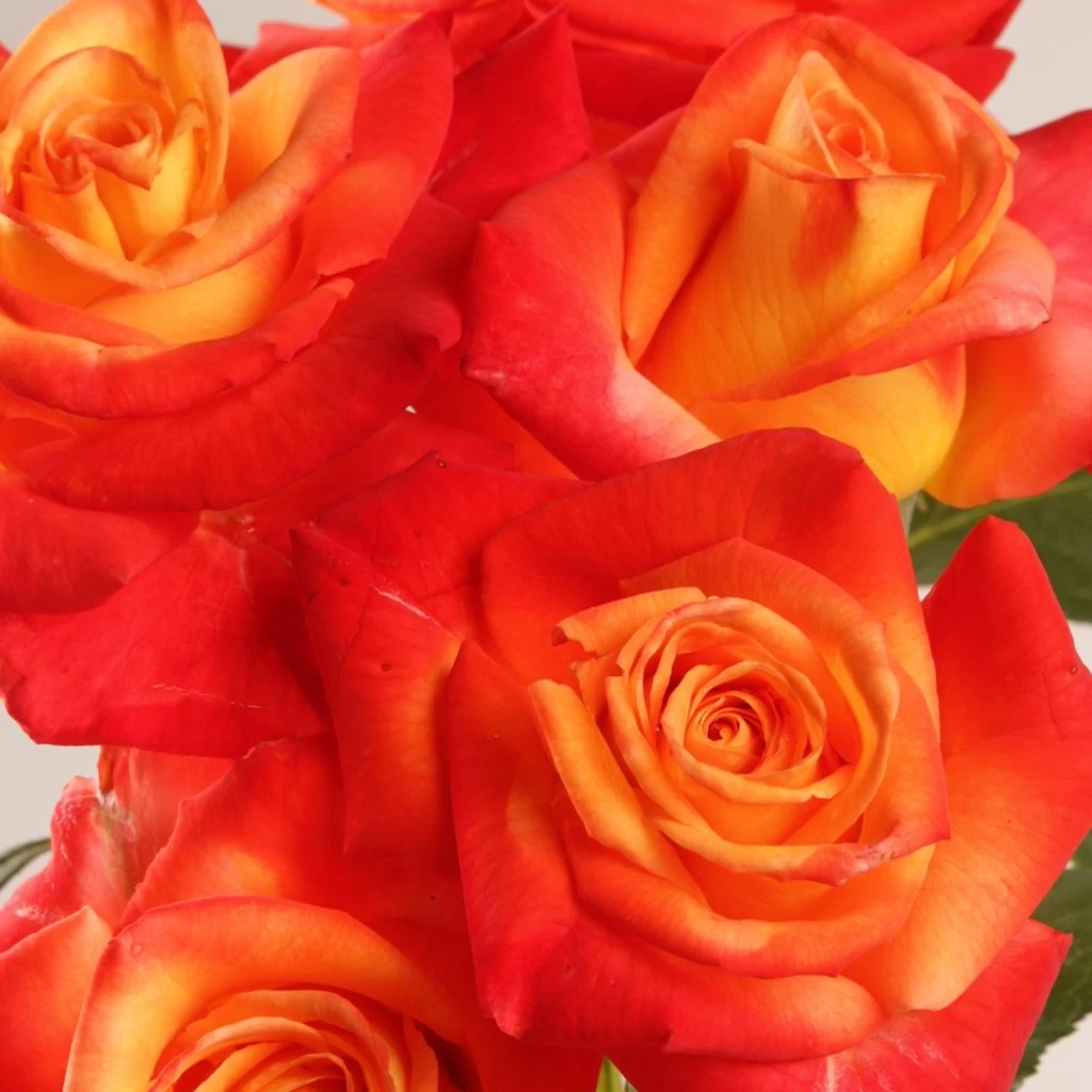 Rosier à Grandes Fleurs Henryane De Chaponay 1 Rosier à Grandes Fleurs Henryane De Chaponay