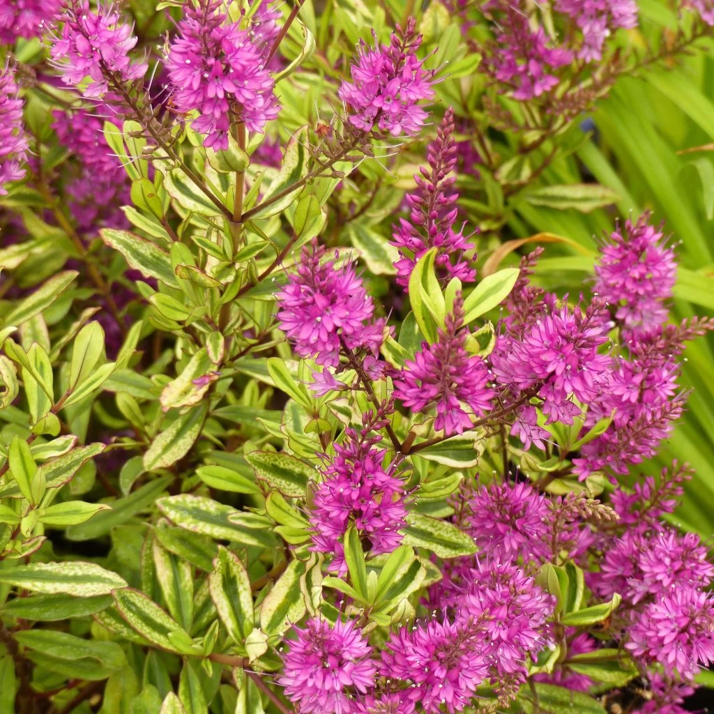 Hebe Celebration - Véronique Arbustive 1 Hebe Celebration - Véronique Arbustive