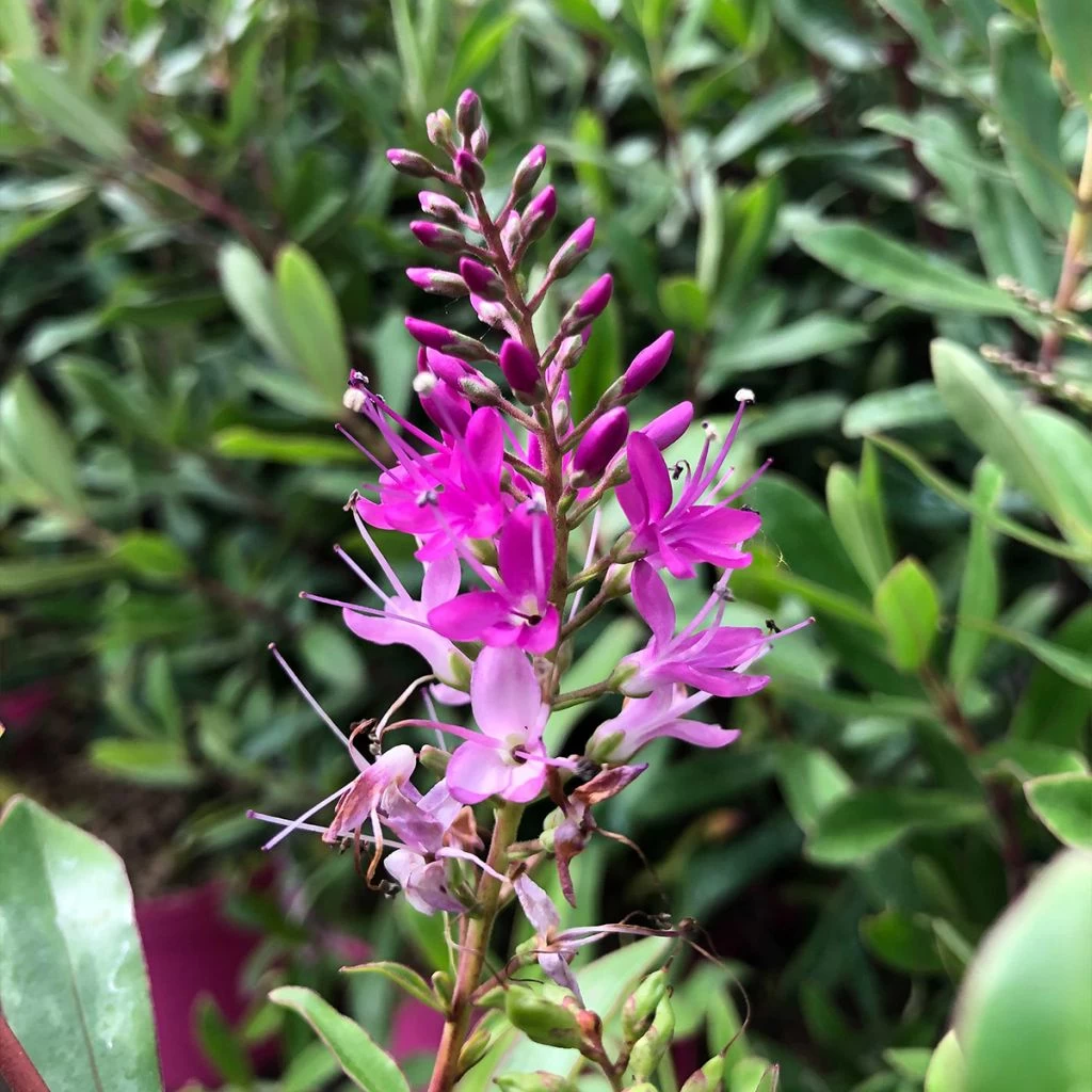 Hebe Wiri Charm - Véronique Arbustive 1 Hebe Wiri Charm - Véronique Arbustive